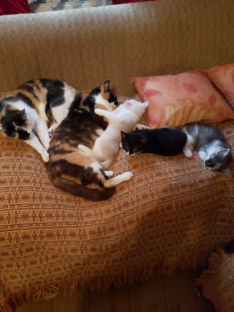 Młode kotki do adopcji