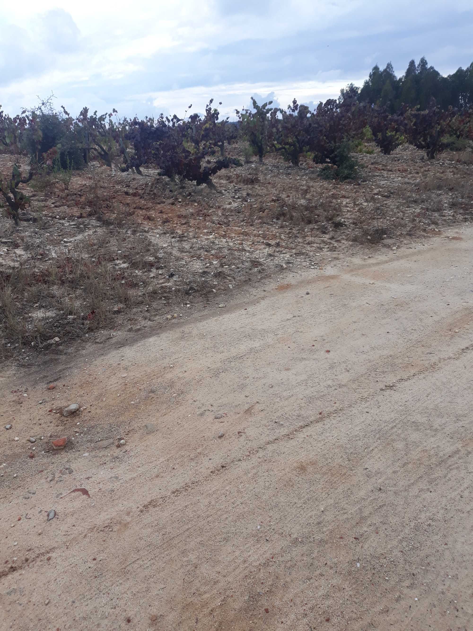 Terreno Agrícola de 2 Hectares, em Frade de Cima, Alpiarça