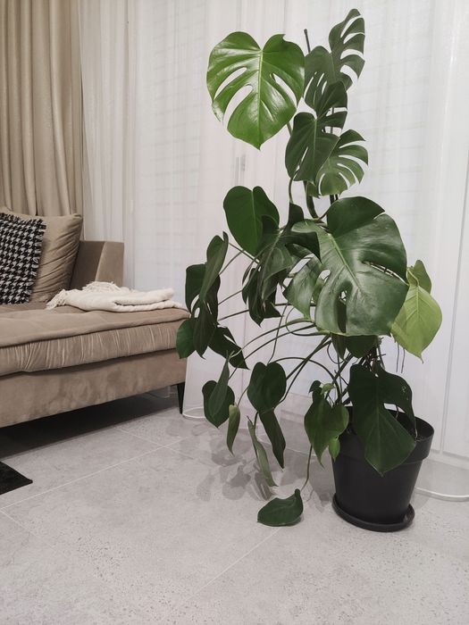 Monstera duża w doniczce