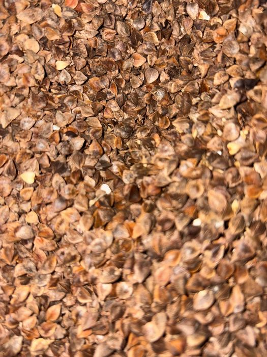 Gryka ekologiczna z certyfikatem