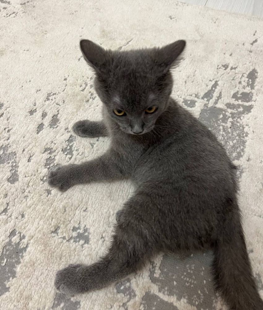 Котик, Британец