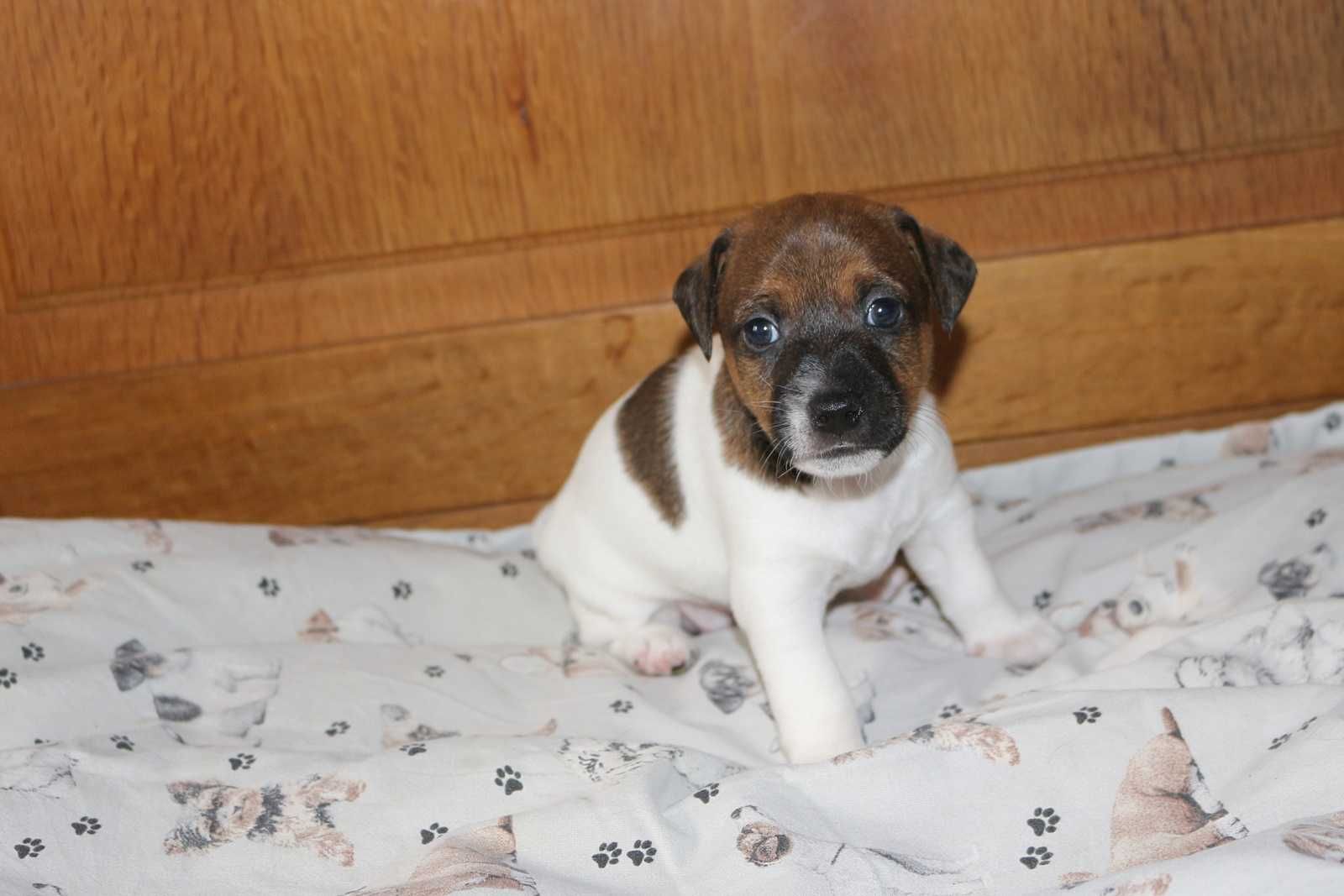 Jack Russell Terrier suczka FANTA.