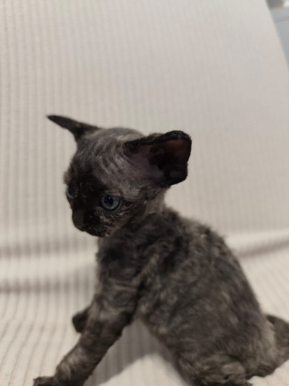 Kotka devon rex czarny szylkret