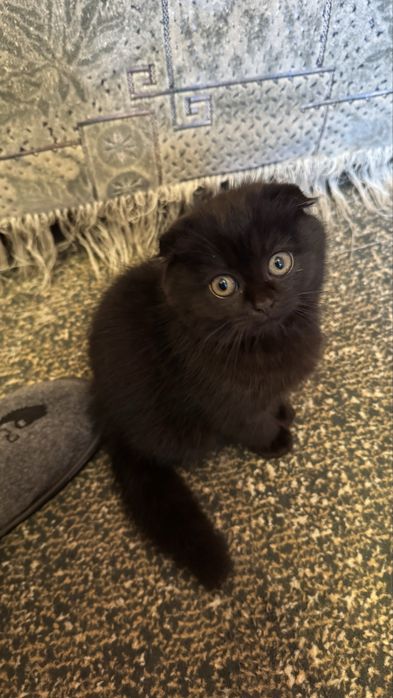 Шотландські котики 3 місяці