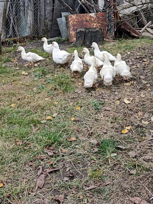 Продам індокаченят