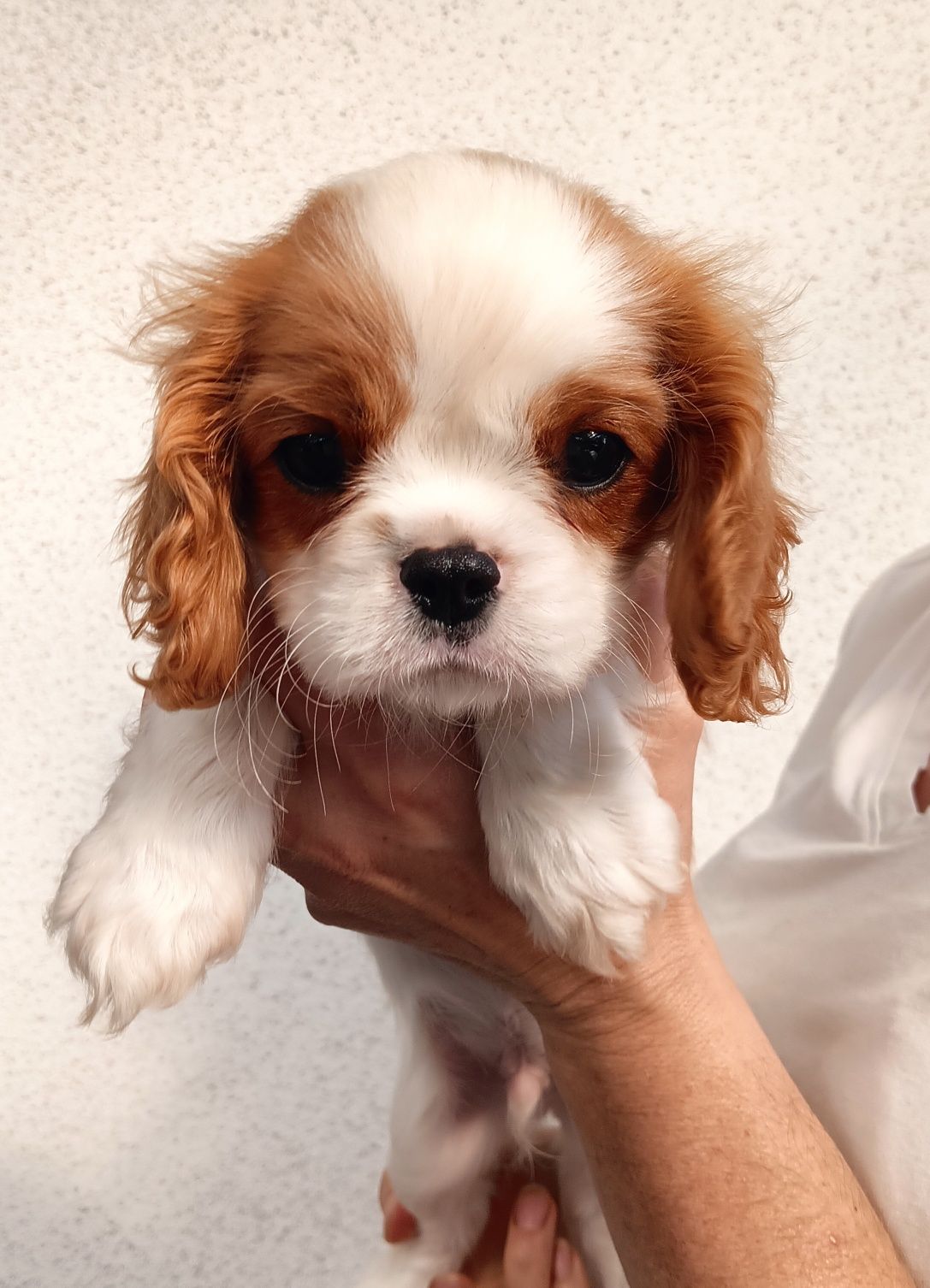 Cavalier King Charles Spaniel ZKwP