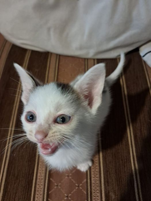 Kotki do adopcji