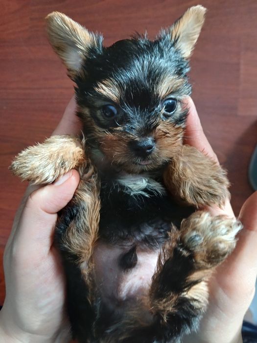 Yorkshire terrier macho mini