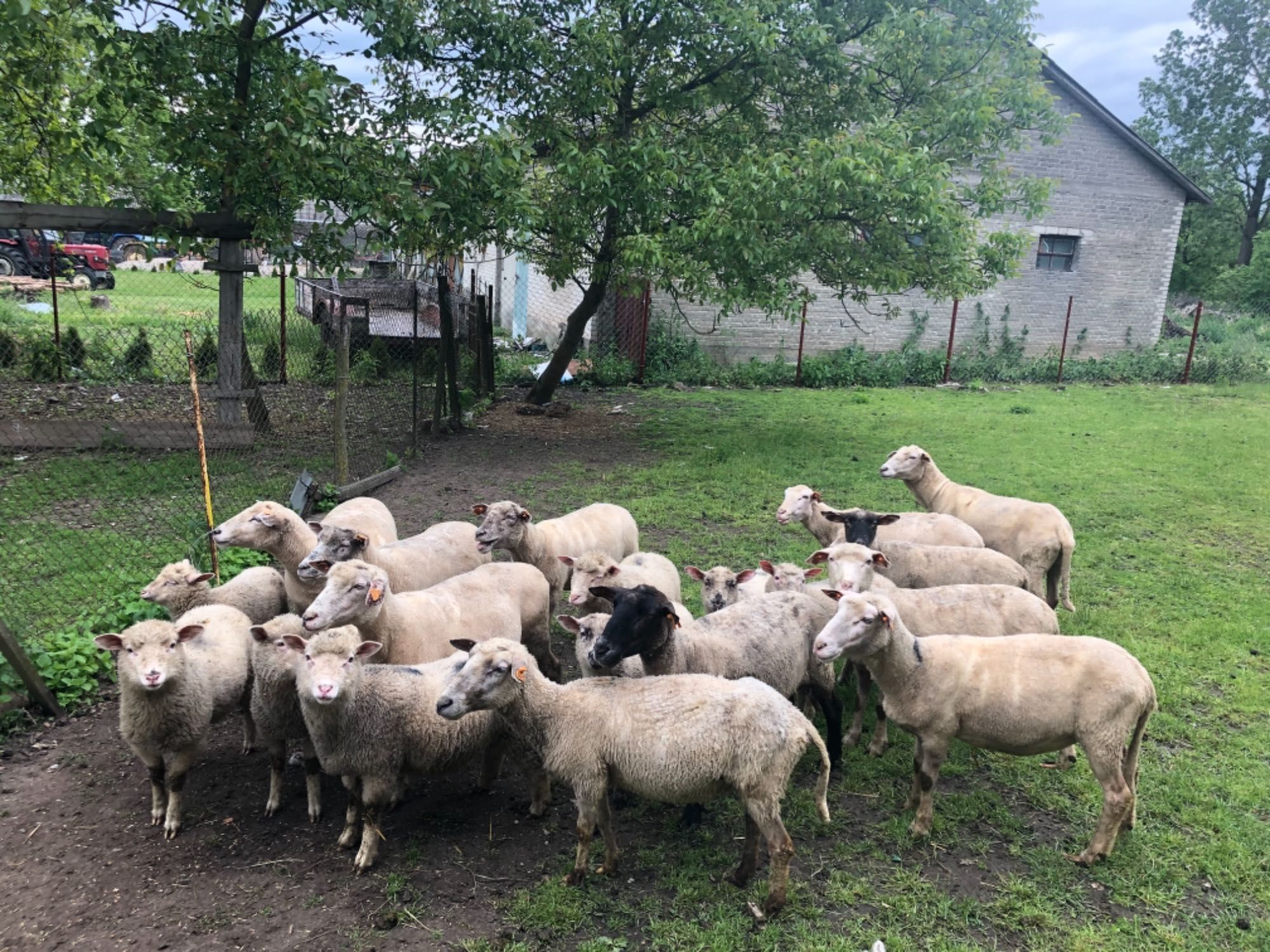 Sprzedam młode owieczki