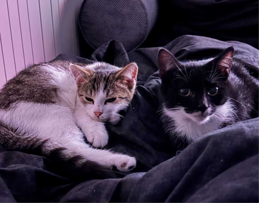 Kociaki 4 miesiace szukaja domu / Kocieta do adopcji