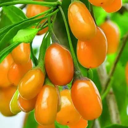 Годжи жёлтый AMBER SWEET GOJI саженцы