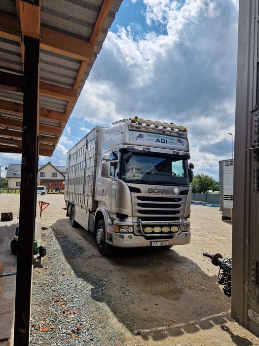 Scania R480 z przyczepą do przewozu zwierząt, żywca,bydła