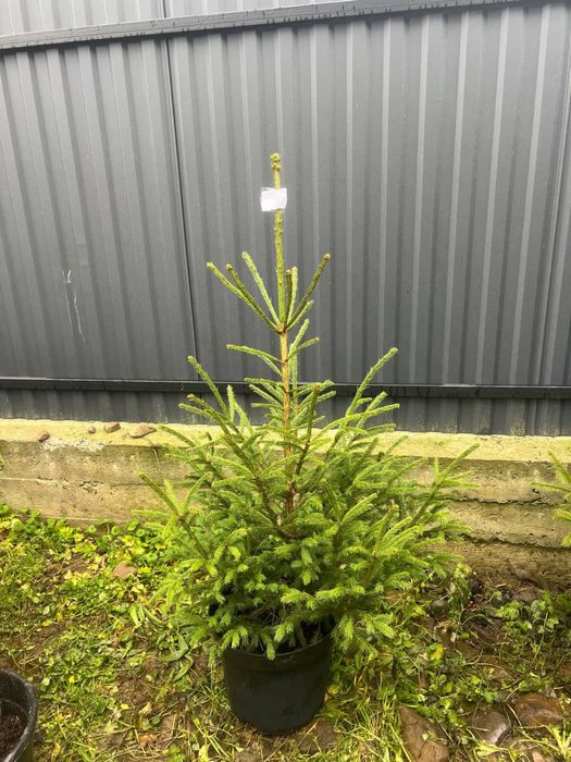 Ялинка в горщику(жива)