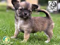 Wspaniały piesek długowłosy rasy chihuahua
