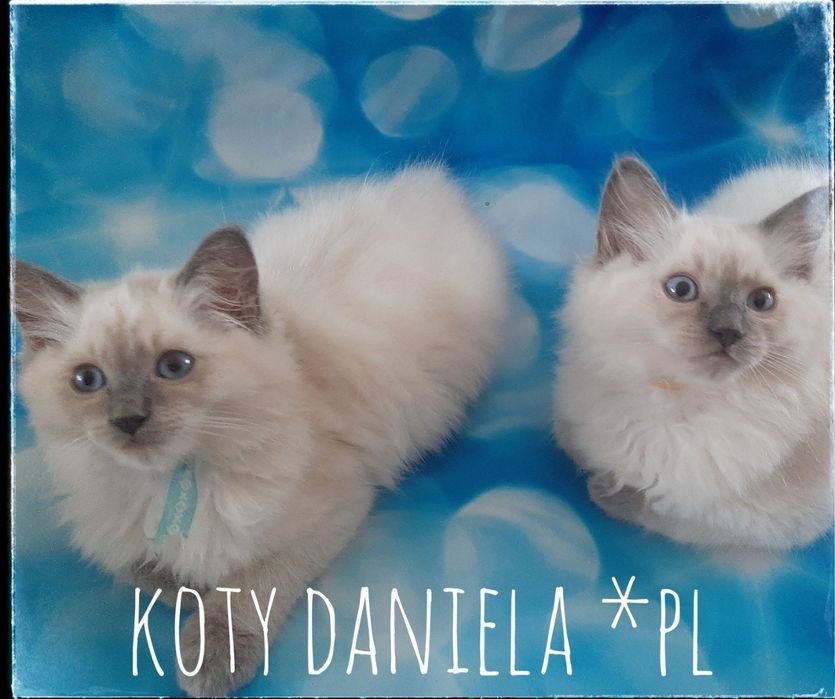 Ragdoll piękne koty do Felinoterapii FPL FIFE