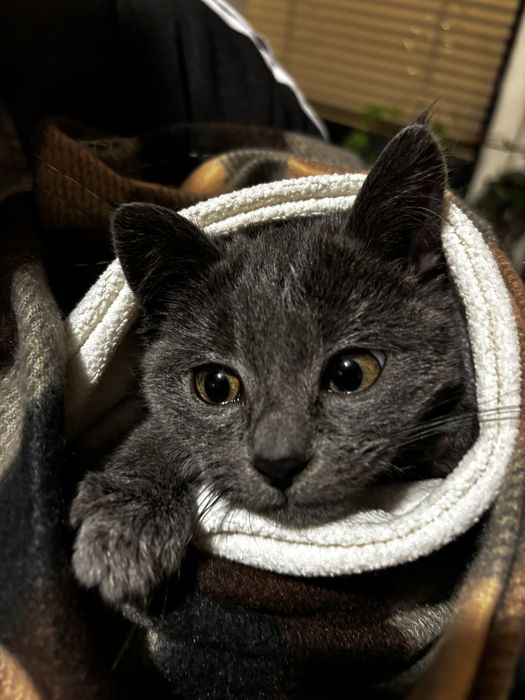 Кошеня метис британки  Коростень