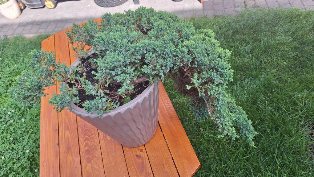 Drzewko bonsai  duży