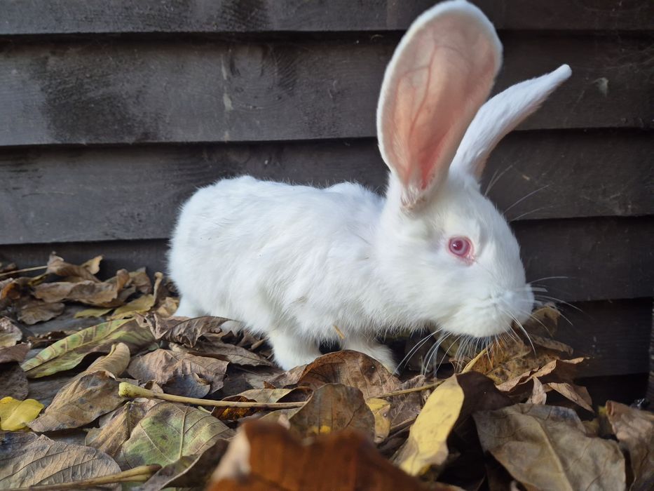 Sprzedam białego samczyka