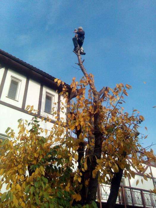 Альпинисты , услуги по обрезке деревьев в Одессе,спилить дерево цена