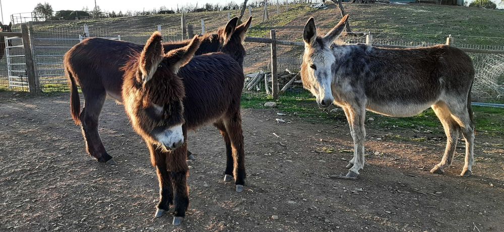 Vende-se burros e burras da raça BURRO DE MIRANDA