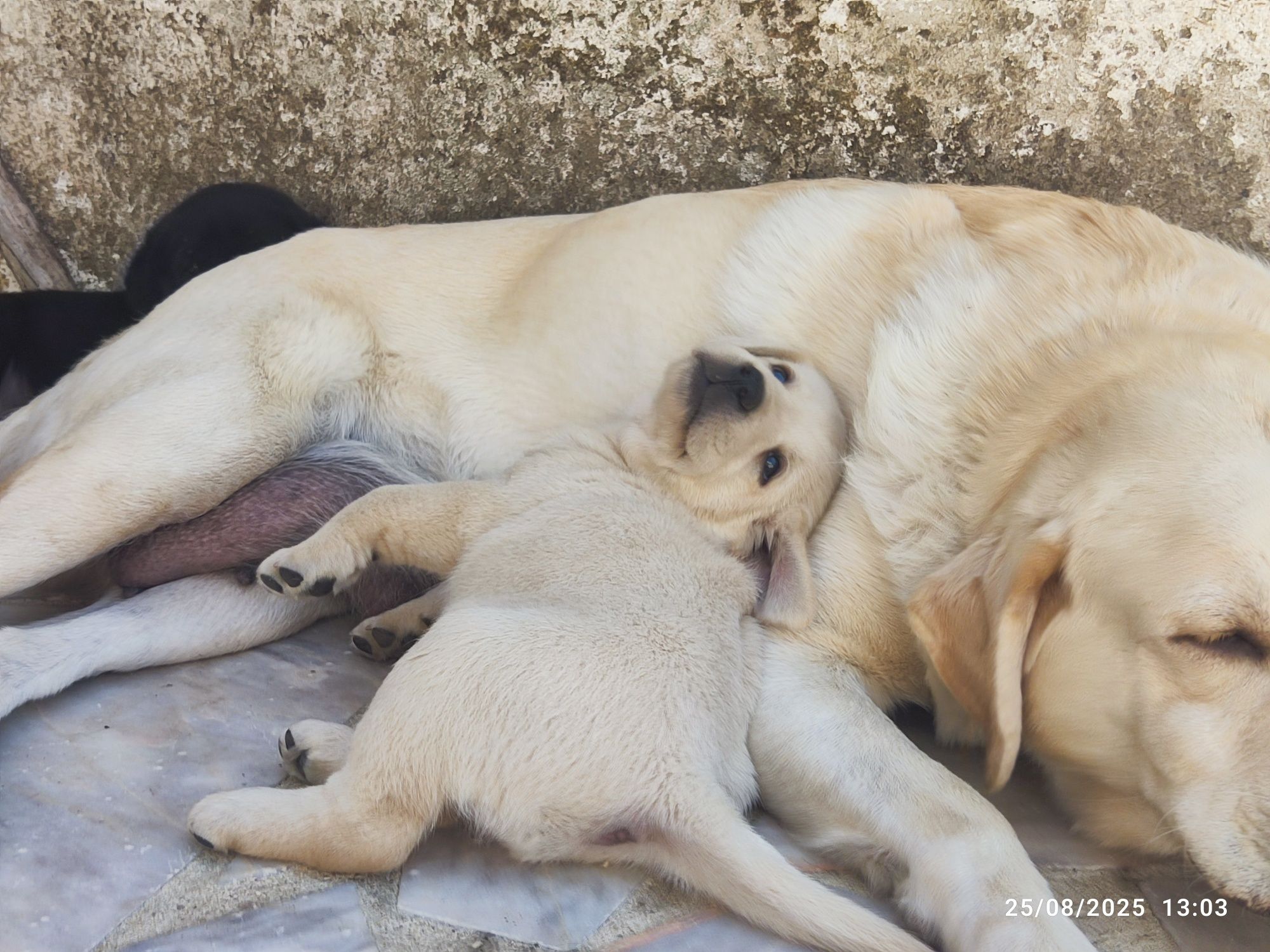 Cachorro procura nova família