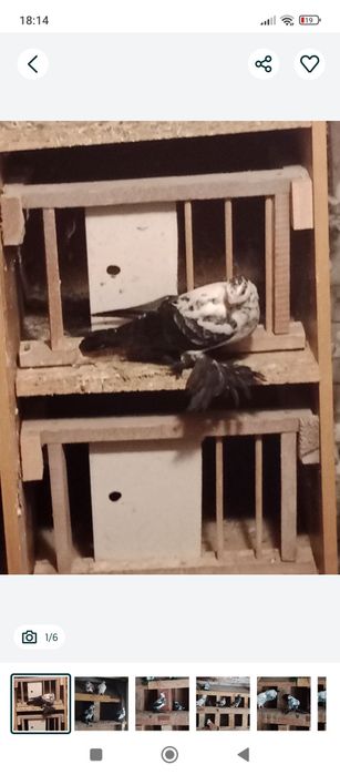 Sprzedam motyle warszawskie