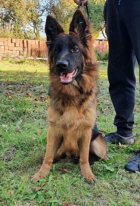 Owczarek Niemiecki Długowłosy Zkwp FCI suczka.Możliwosc wysłania