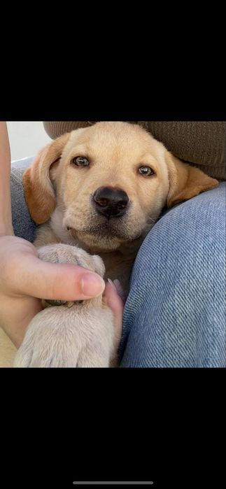 ( RESERVADO ) Labrador macho com 5 mesinhos
