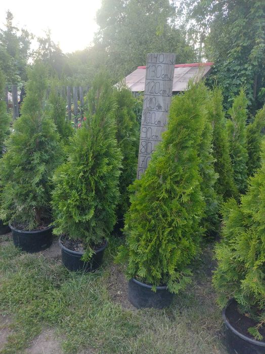 Tuja szmaragd duża