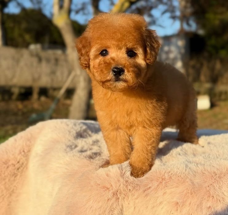 Красуня дівчинка той пудель