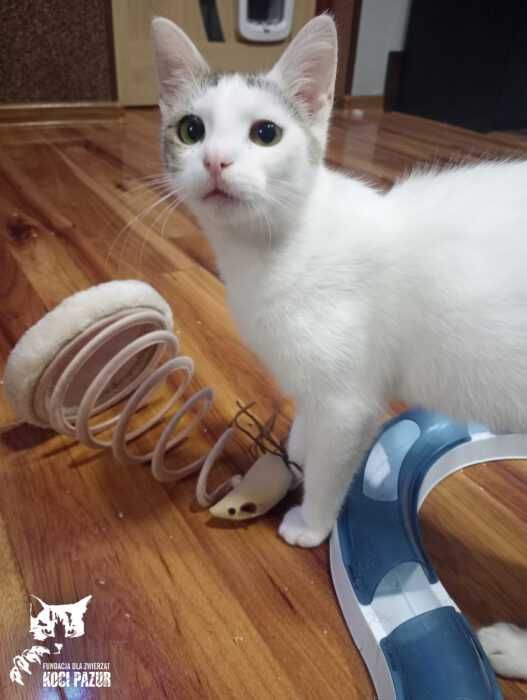 Anielka - kotka, kicia, kotek, kot do adopcji