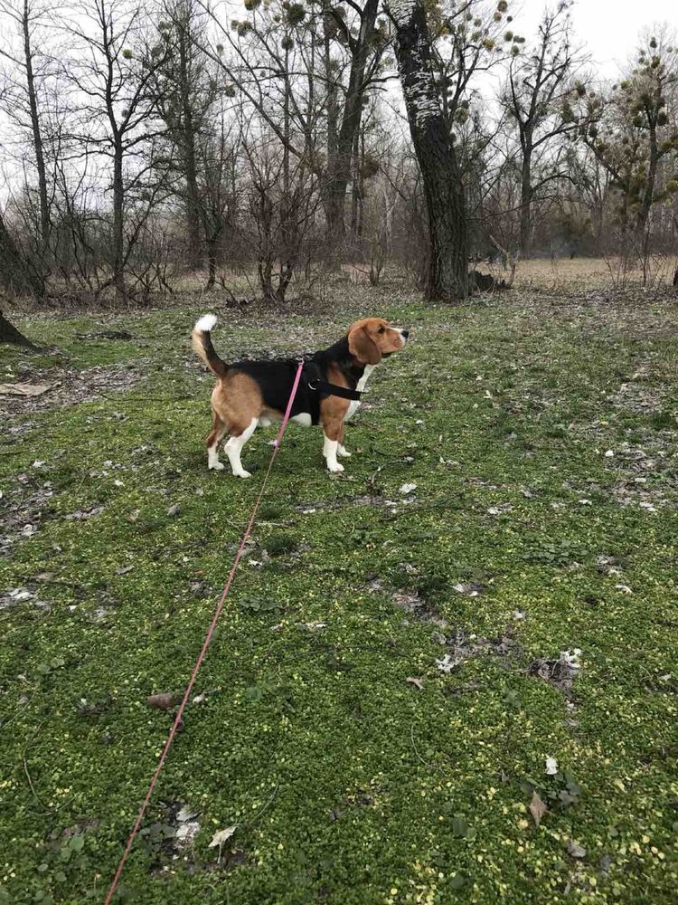 Вʼязка Бігль