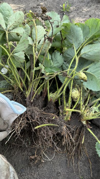 Розсада білої Полуниці анабланка