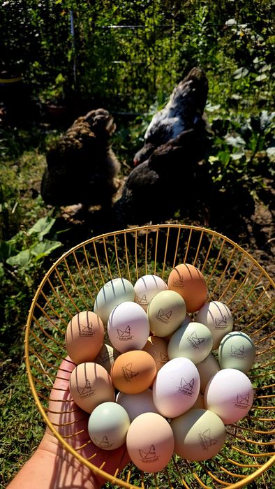 Jaja, jajka kolorowe wyjątkowe pyszne