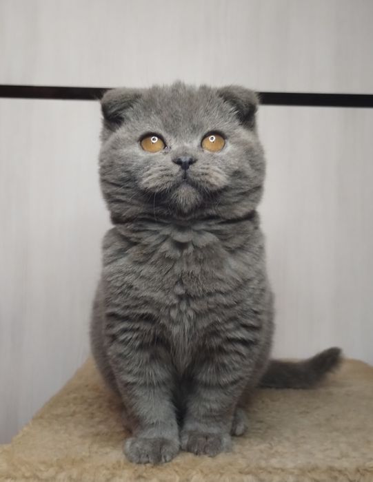 Чистокровна шотландська принцеса Зара з ВАКЦИНАЦІЄЮ