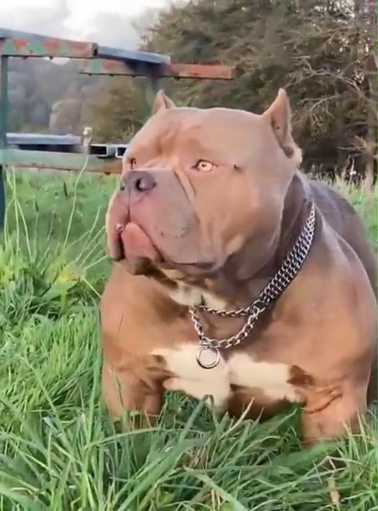 American Bully Pocket ABKC suczka