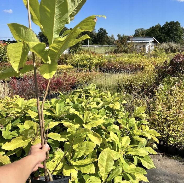 Magnolia parasolowata (Magnolia tripetala) Wys. 80-120cm Doniczka 2.0L