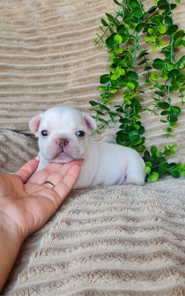 Estupendo Bulldog/Bouledogue Francês. Qualidade