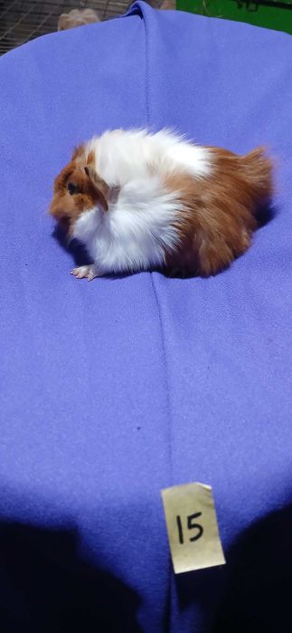 Морські свинки,  порода розетка.