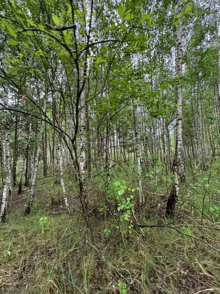 ‼️ Терміново Земельна ділянка 14 га с. Королівка