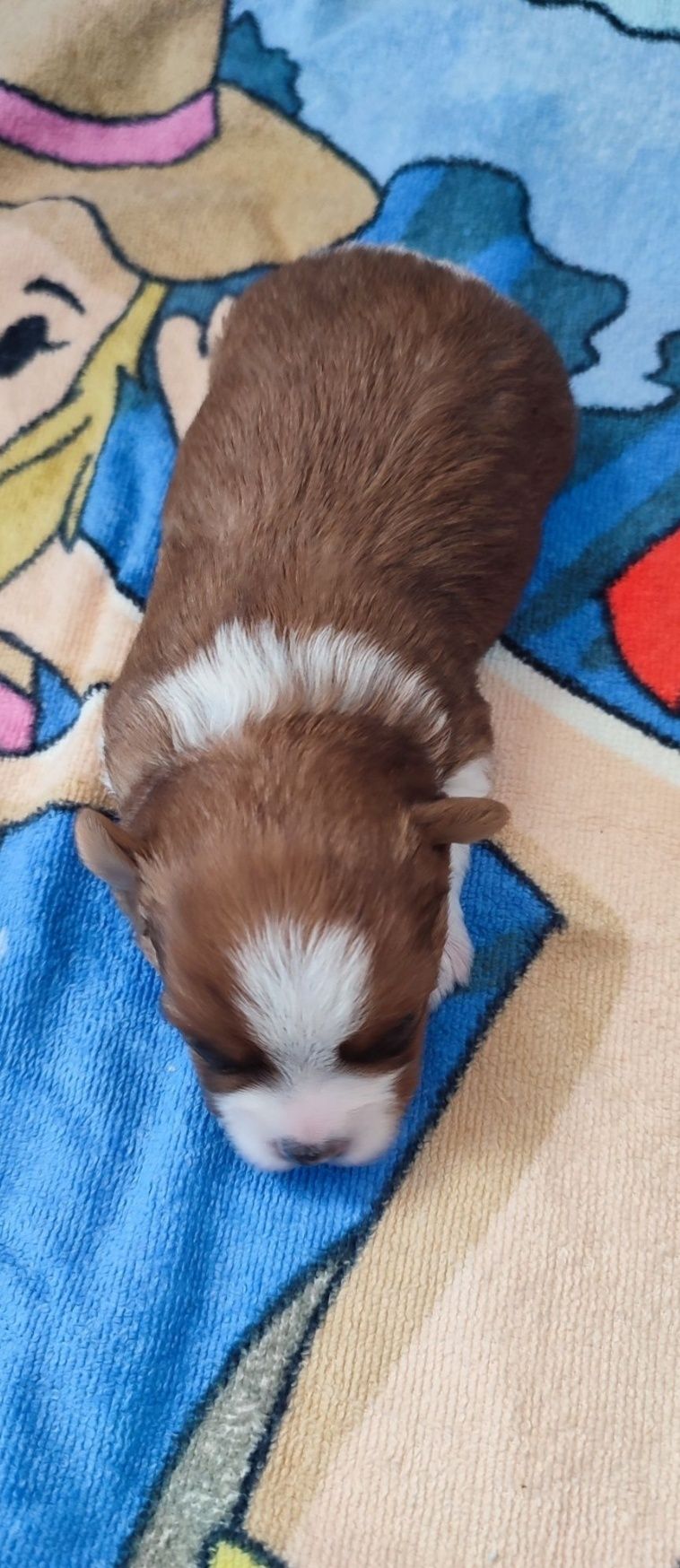 Yorkshire terrier piesek white ocean pear