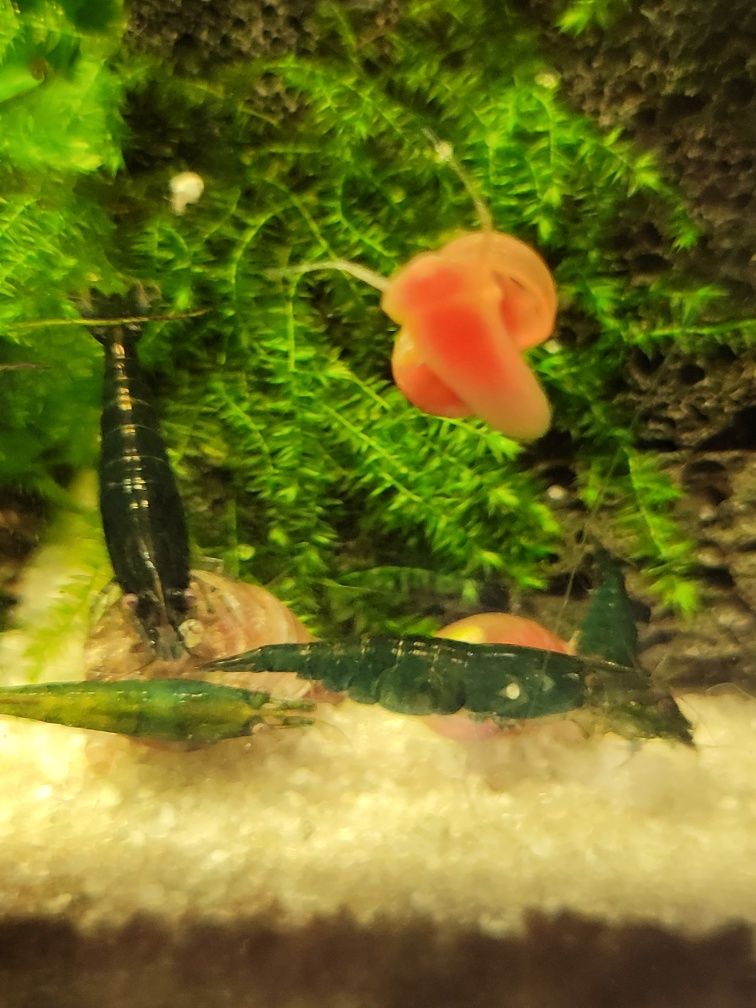Krewetki green jade dark