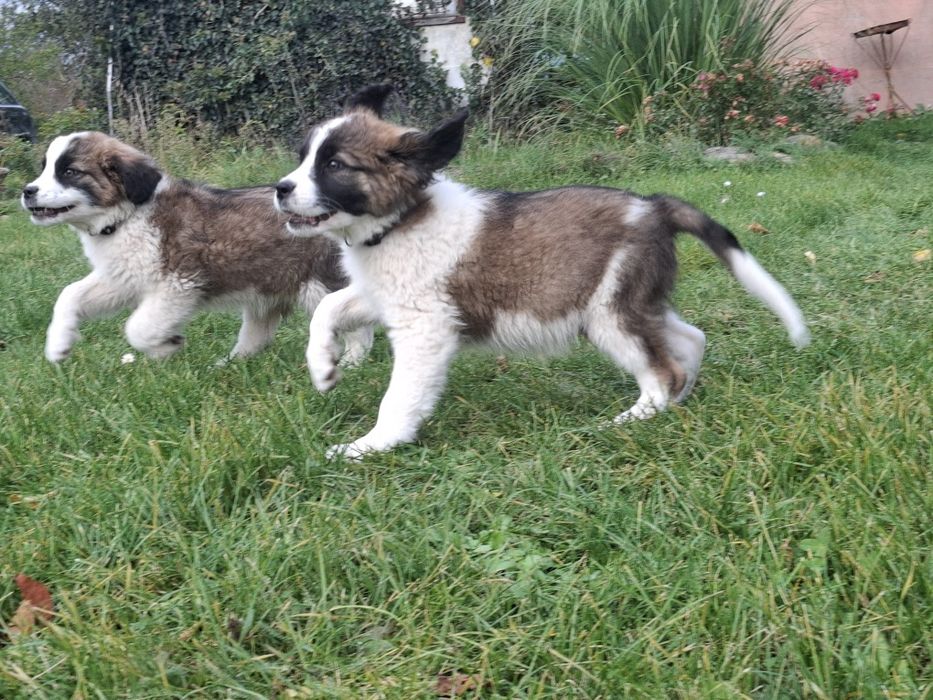 Szczenię Bernardyn suczka