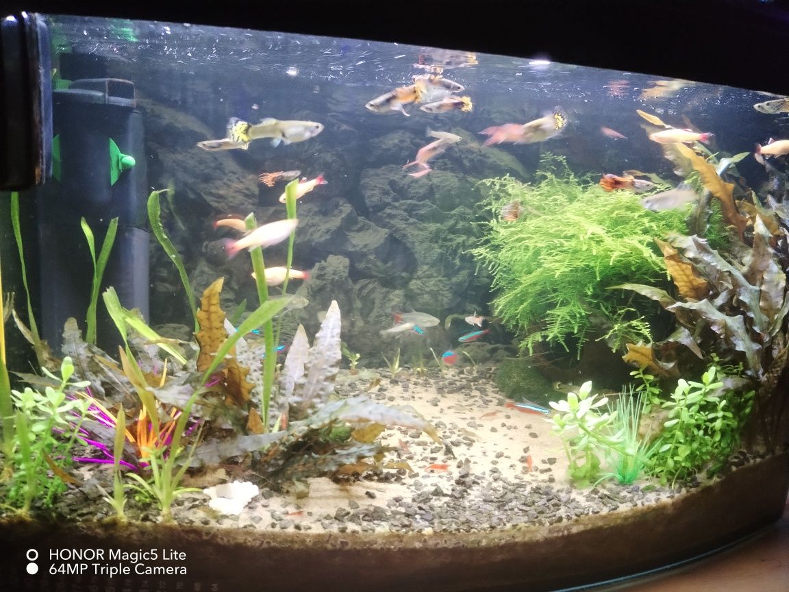 Akwarium panoramiczne Aquael 45L. z całym wyposażenieniem i życiem!