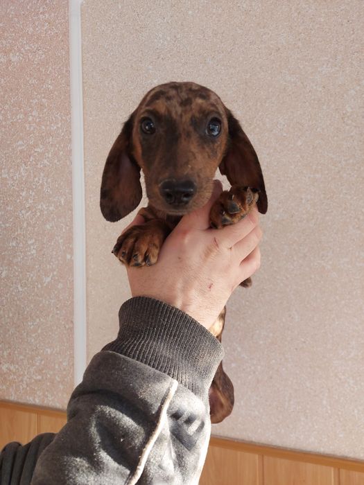 Дуже яскрава Маргоша такса 4міс