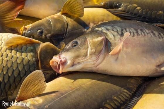 Choinki,choinka,świerki, jodła kaukaska, świerk srebrny w doniczkach