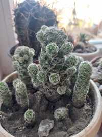 Кактус Mammillaria (дітки)