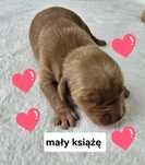 Szczenię Golden Retriever 100%  linia amerykańska
