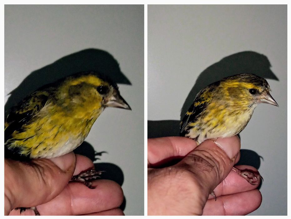 Vendo canários ou troco