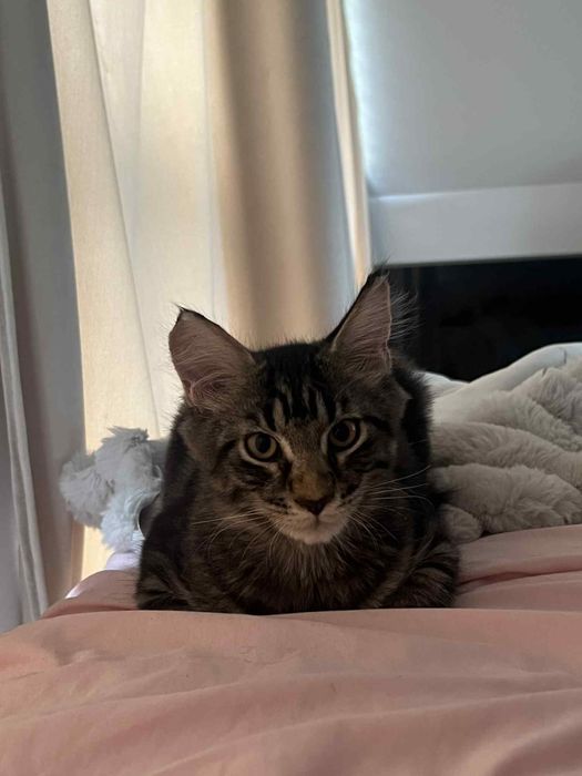 Taco kocor maine coon